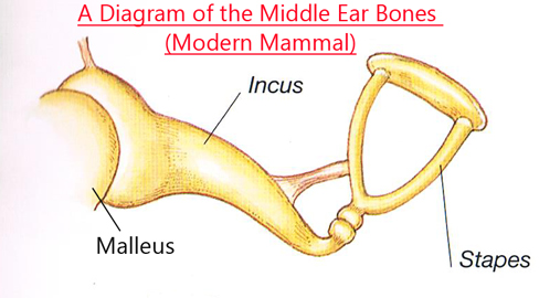 anvil ear also called orricle