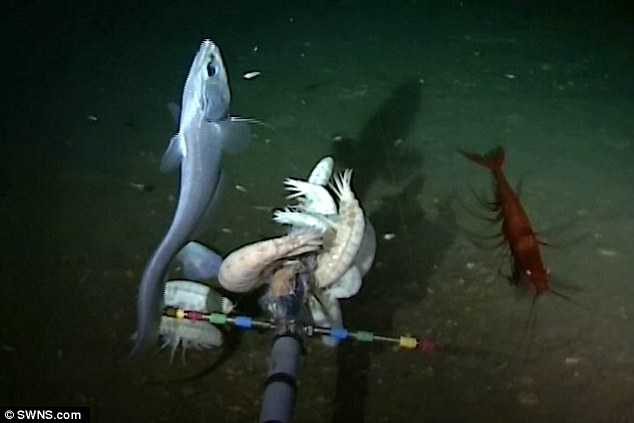 http://news.asiantown.net/r/41494/world-s-deepest-fish-found-ghostly-snailfish-found-lurking-ft-below-at-bottom-of-pacific-s-mariana-trench