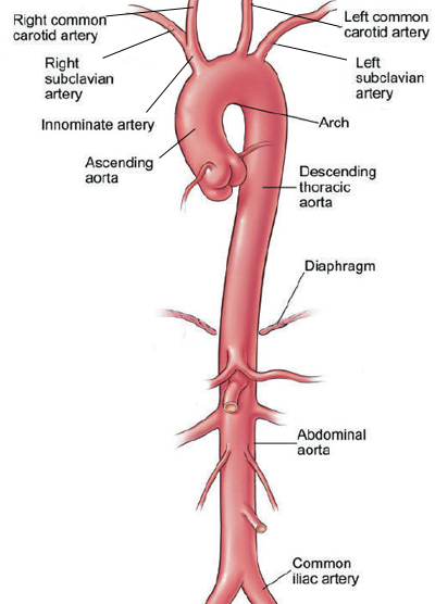 Which Blood Vessel Sends Oxygen Rich Blood From The Heart To The