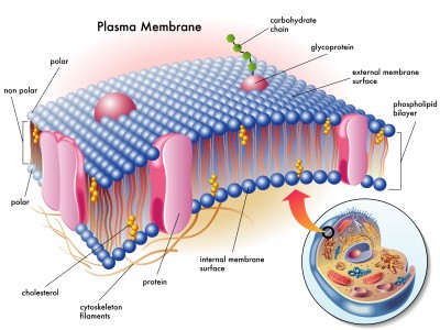 Is the cell membrane the same as the plasma membrane? | Socratic