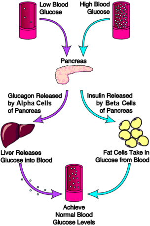 Regulating blood glucose
