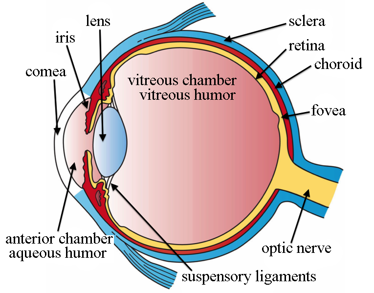 Human eye from Wikipedia.