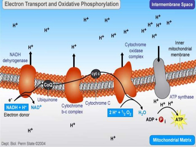 https://www.slideshare.net/sadaffarooq395/oxidative-phosphorylation-29905346