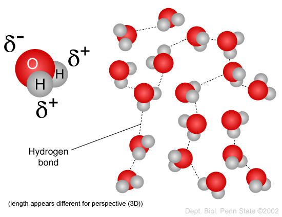 http://imgbuddy.com/water-molecule-hydrogen-bond.asp