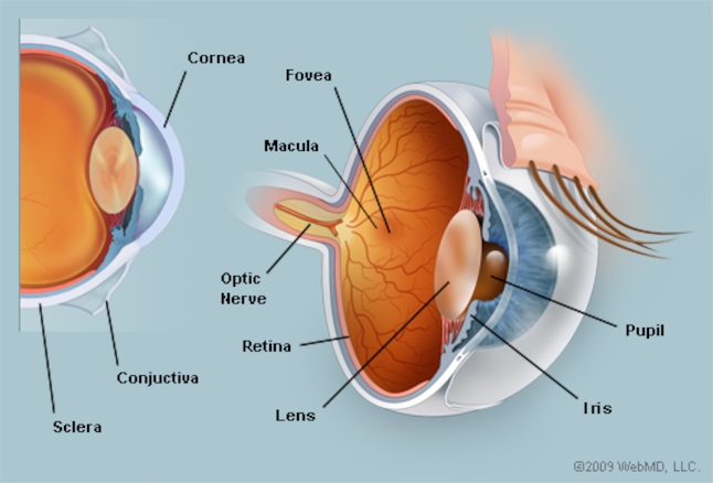 https://www.webmd.com/eye-health/picture-of-the-eyes#1