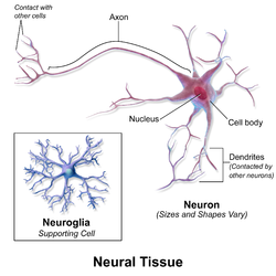 https://en.wikipedia.org/wiki/Nervous_tissue#/media/File:Blausen_0672_NeuralTissuepng