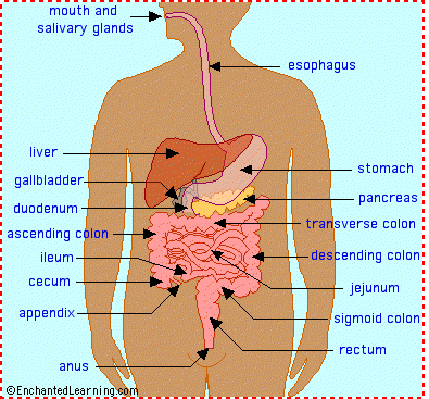http://www.enchantedlearning.com/subjects/anatomy/digestive/color