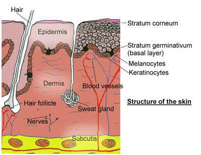 http://dermatology.netfirms.com/mdderma/skinAnatomy/skin%20anatomy.html