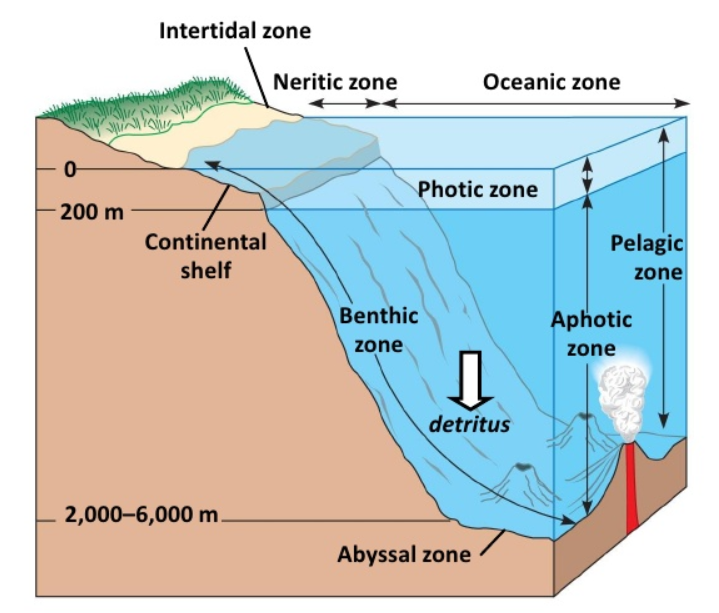 what are the major characteristics of the abyssal zone