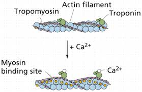 Displace tropomyosin from actin filaments & 