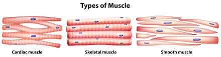 https://www.scientistcindy.com/muscle-tissue.html