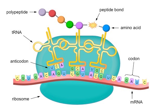 https://josephbonello.com/how-genes-direct-the-production-of-polypeptides/