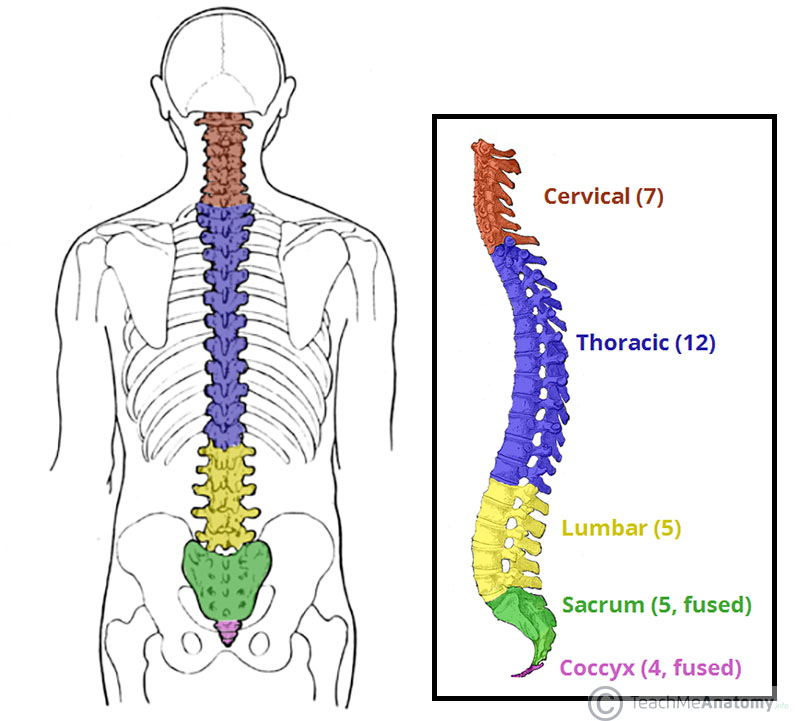 http://teachmeanatomy.info/back/bones/vertebral-column/