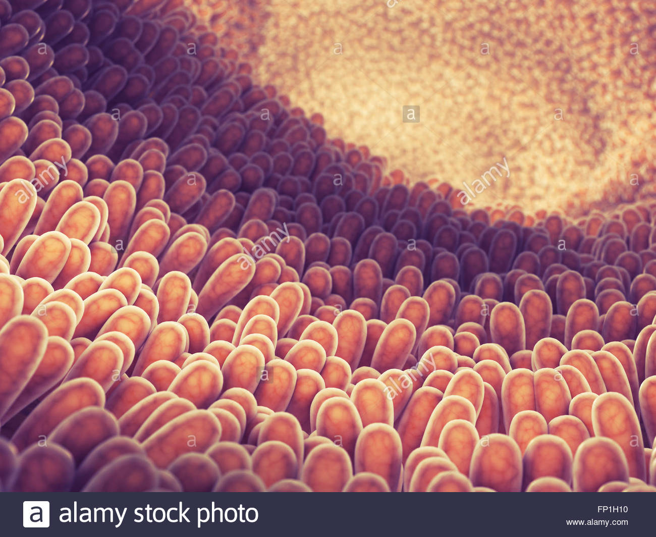 https://www.alamy.com/stock-photo-intestine-lining-and-villi-food-digestion-and-absorption-intestinal-99609580.html