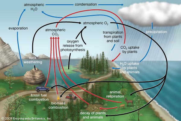 http://www.britannica.com/science/biogeochemical-cycle