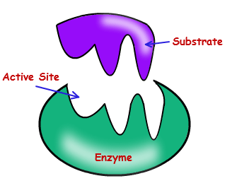 http://biology.tutorvista.com/biomolecules/enzymes.html