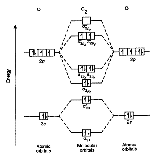 O2 molecules there are 1 sigma bond and 1 pi bond and 2 lone pair of ...