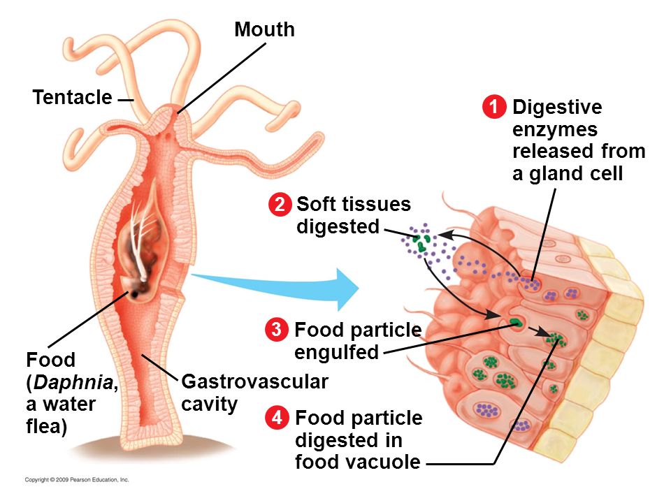 http://slideplayer.com/6353303/22/images/21/Mouth+Tentacle+Digestive+enzymes+released+from+a+gland+cell.jpg