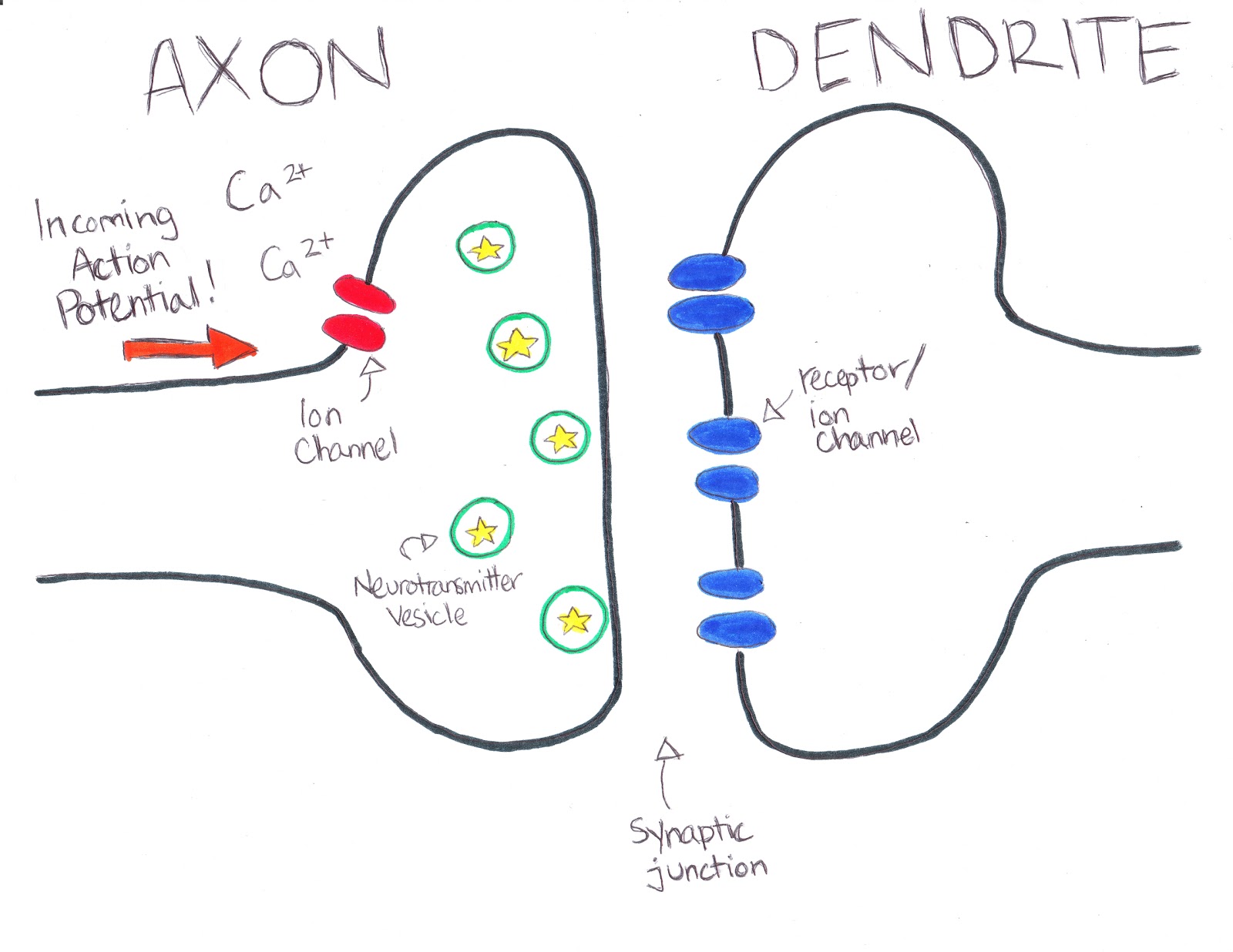 synapse brain dendrite axon
