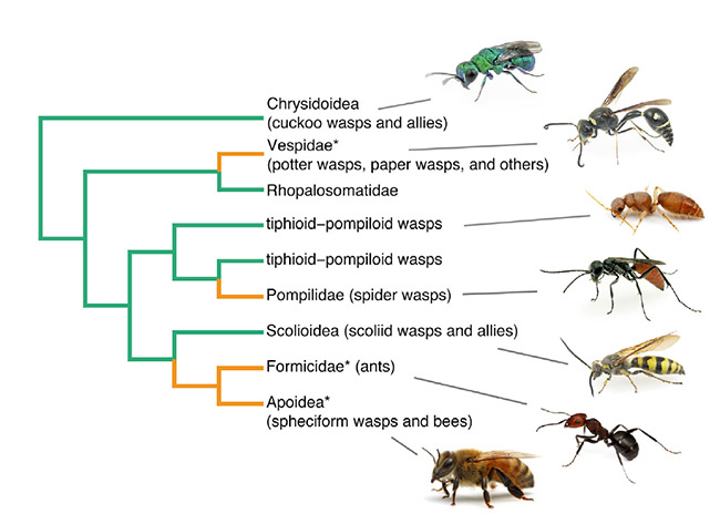 http://www.myrmecos.net/2013/10/03/genomic-data-reveal-that-ants-and-bees-are-close-relatives/