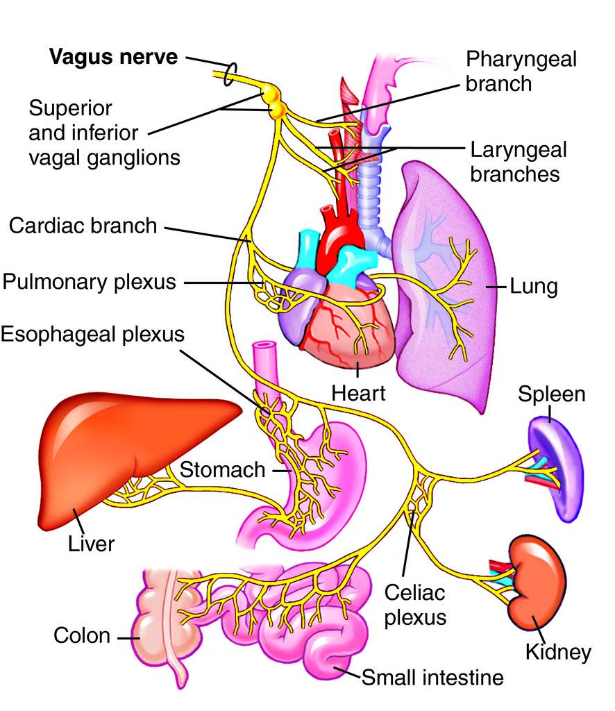 Does the Vagus nerve belong to the Sensory-Somatic or Autonomic