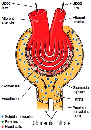 http://encyclopedia.lubopitko-bg.com/Functions_of_the_Kidney.html