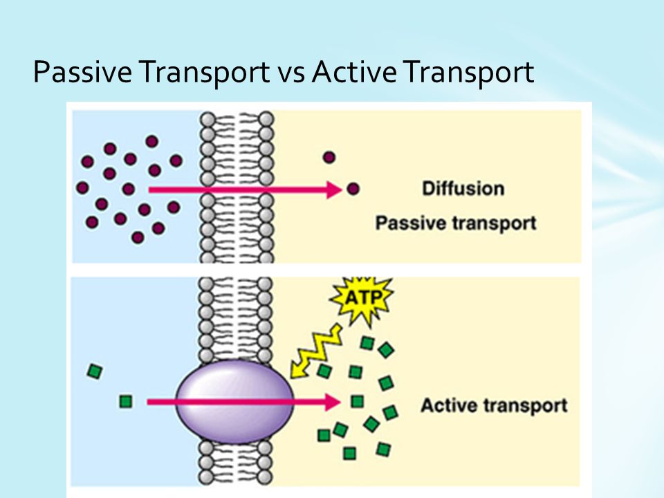 How does active transport molecule movement differ from passive
