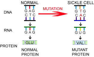 https://evolution.berkeley.edu/evolibrary/article/mutations_06