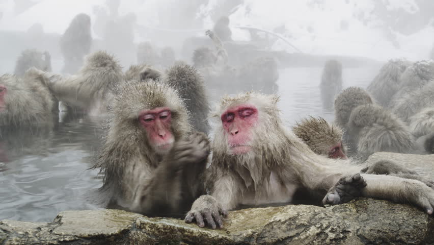 http://www.shutterstock.com/video/clip-1951786-stock-footage-a-wild-japanese-snow-monkey-or-macaque-relaxing-in-an-onsen-in-nagano-japan.html