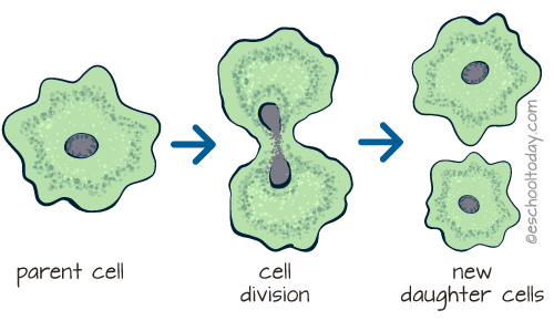 example of binary fission