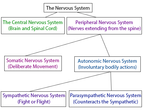 http://www.thinkingzygote.com/2013/09/an-overview-of-nervous-systems.html