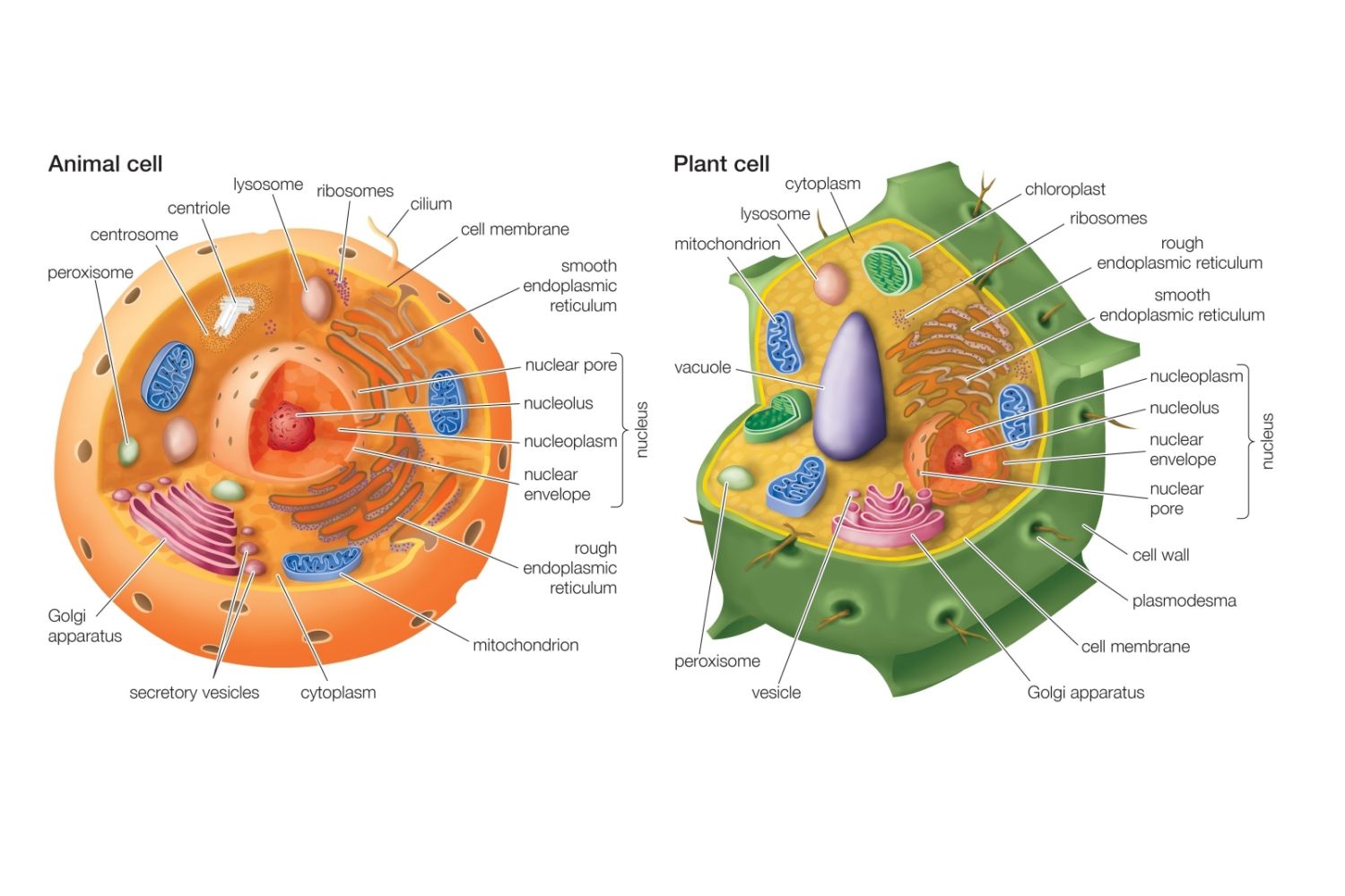 What Does A Plant And Animal Cell Have In Common Socratic