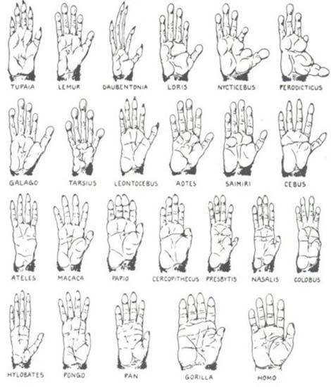 http://www.handresearch.com/diagnostics/palmar-creases-hand-lines-primatology.htm
