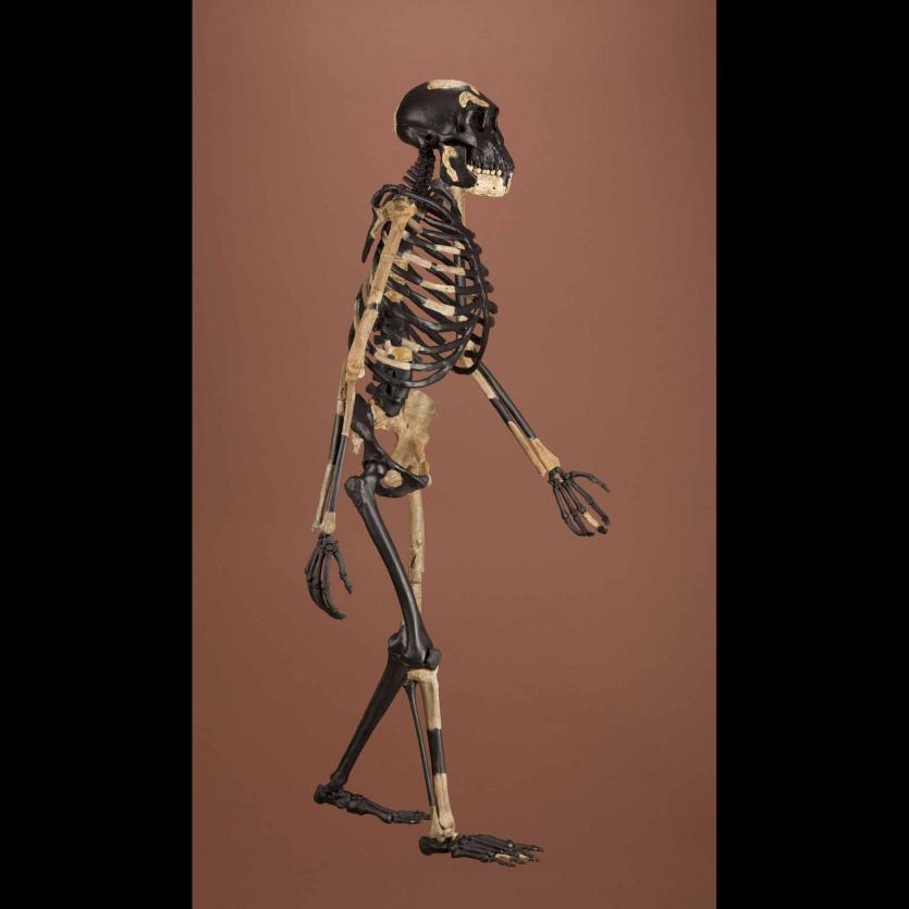 http://humanorigins.si.edu/evidence/human-fossils/fossils/al-288-1