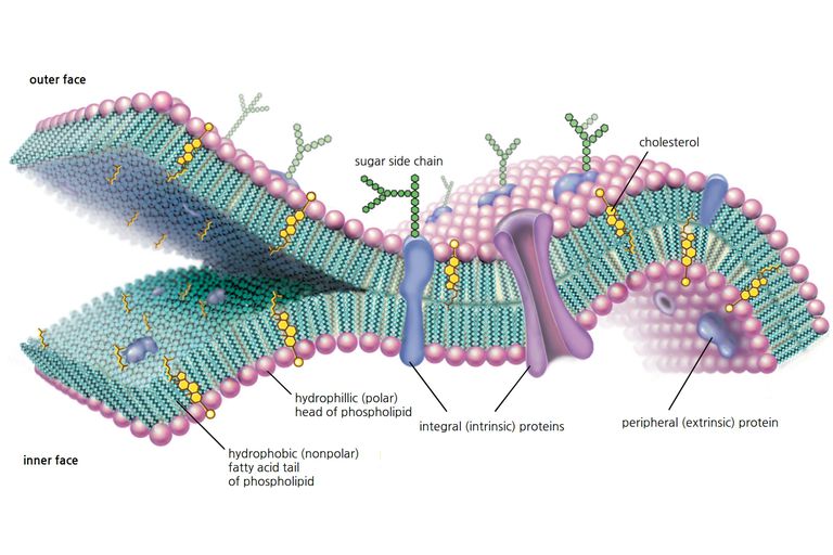https://www.thoughtco.com/cell-membrane-373364