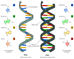 https://commons.wikimedia.org/wiki/File:Difference_DNA_RNA-ENsvg