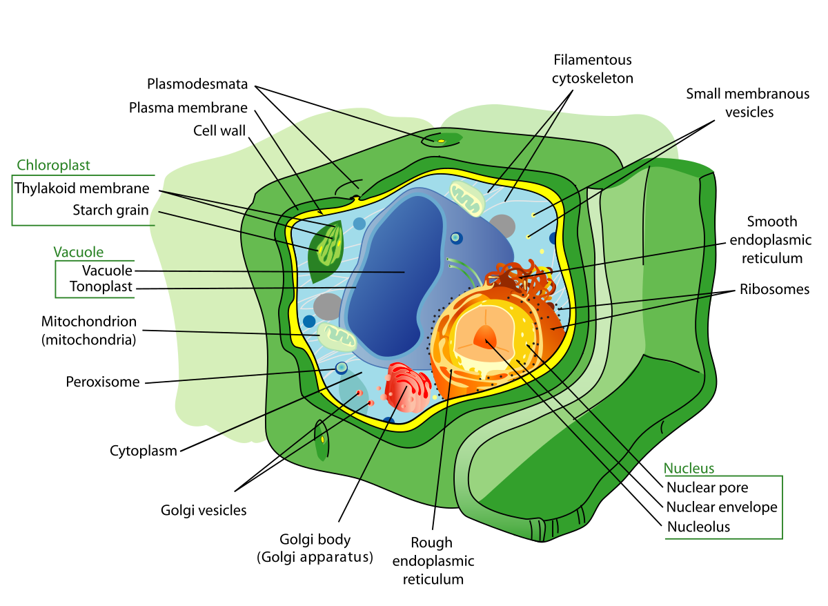 wikipedia diagram of a plant cell