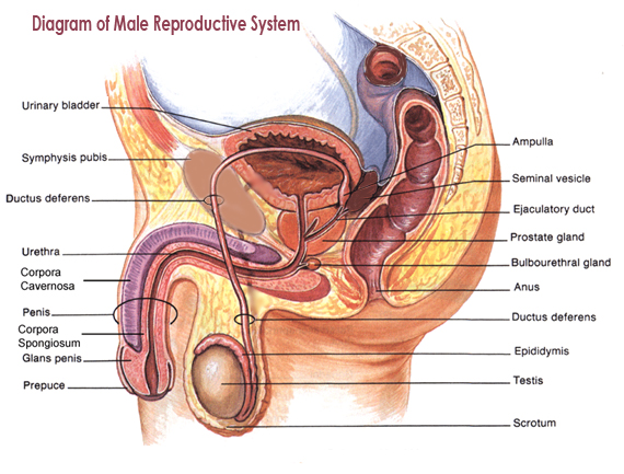 What Are The Three Glands In The Human Male Reproductive System That Add Secretions To The Seminal Fluid Socratic