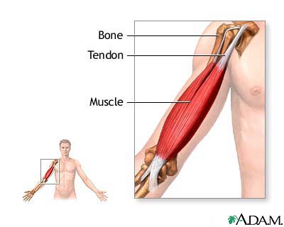 http://www.artintercepts.org/tendons/