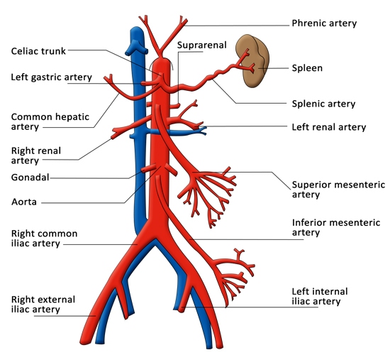 Which Large Artery Divides Into The Common Hepatic Splenic And Left 