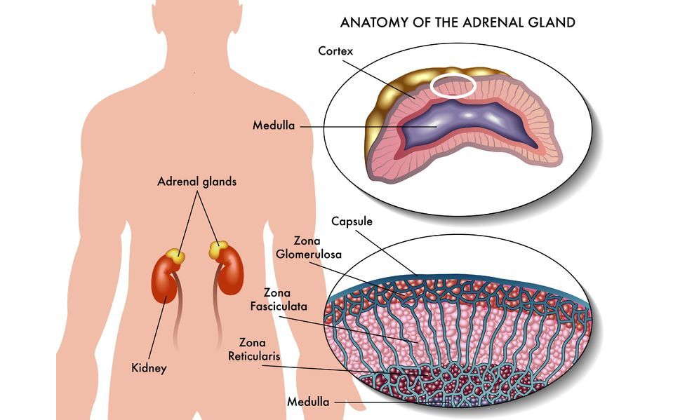 the adrenal cortex secretes all of the following hormones except
