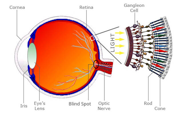 http://cdn.bigshotcamera.com/images/fun/buildables/blindspot/anatomy_of_eye.jpg