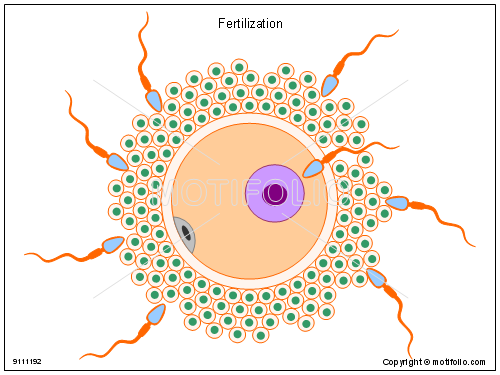 http://lookfordiagnosis.com/mesh_info.php?term=fertilization&lang=1