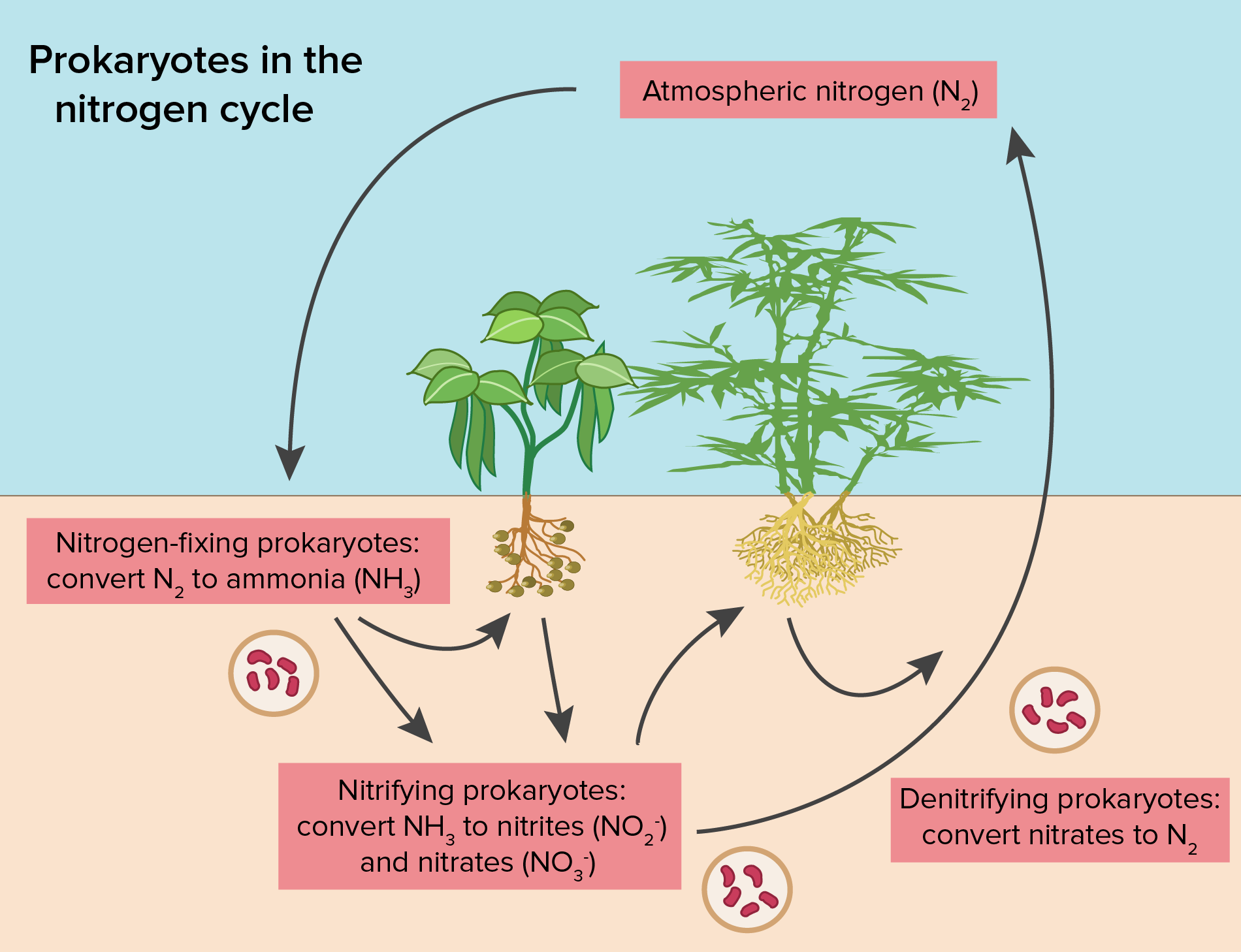 What Process Must Happen To Gaseous Nitrogen Before Plants Can Use It 