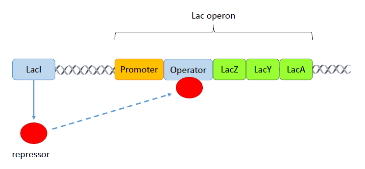 Application of METIS for optimization of a LacI gene circuit aLacI gene
