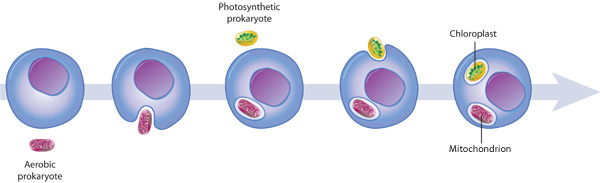 http://www.nature.com/scitable/topicpage/eukaryotic-cells-14023963