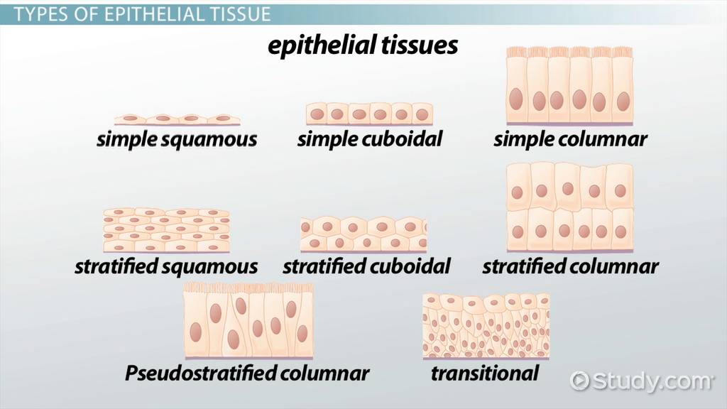 https://study.com/academy/lesson/types-of-epithelial-tissue-diseases.html