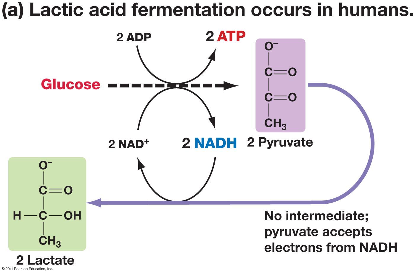 lactic acid fermentation in muscle cells
