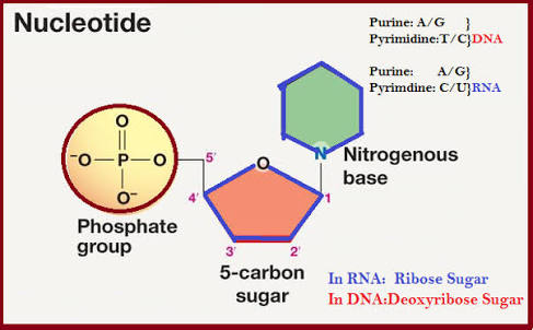 https://www.quora.com/What-are-nucleotides