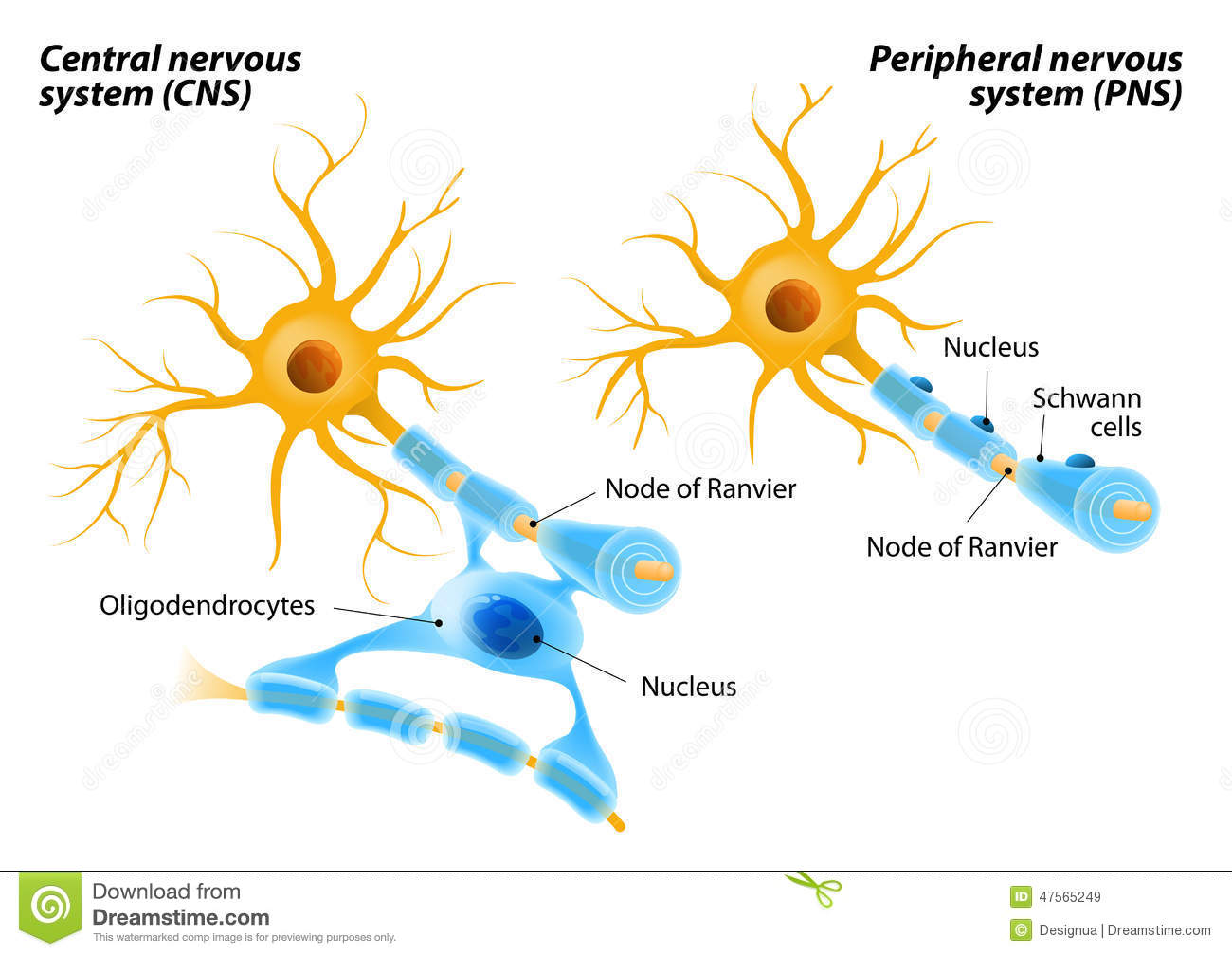 How Does The Myelination Process Differ In The Central Nervous System And The Peripheral Nervous System Socratic
